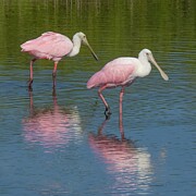 Roseate 55A Photograph by Sally Fuller