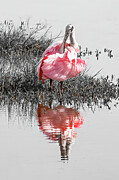 Roseate Spoonbill 70B Photograph by Sally Fuller