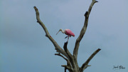 Roseate Spoonbill Photograph by David McKinney