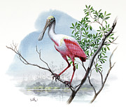 Roseate Spoonbill Painting by Don Balke