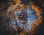 Rosette Photograph by Bruce Feagle