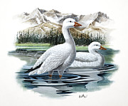 Ross's Goose Painting by Don Balke