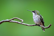 Ruby Throated Hummingbird Photograph by James Overesch