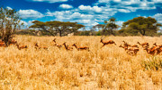 Running Herd of Impala Photograph by Bruce Block