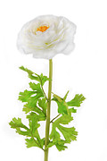 Rununculus Buttercup white flower isolated Photograph by Severija Kirilovaite