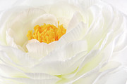 Rununculus Buttercup white flower macro Photograph by Severija Kirilovaite