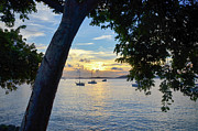 Sailboats at Sunset from Behind the Trees Photograph by Matthew DeGrushe