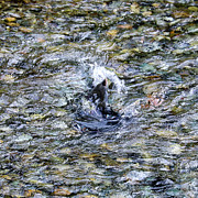 Salmon 11A Photograph by Sally Fuller