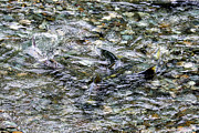 Salmon 6A Photograph by Sally Fuller