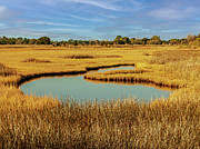 Salt Marsh Photograph Photograph by Louis Dallara