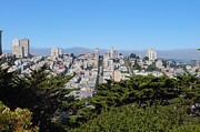 San Francisco Skyline Amidst Evergreens Photograph by Travel Essayist