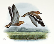 Sanderling Painting by Don Balke