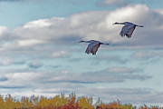 Sandhill Crane Calling over Crex Meadows Photograph by Natural Focal Point Photography