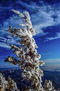 Sandia Crest Albuquerque New Mexico Photograph by Tommy Farnsworth