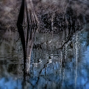 Scene 295C Photograph by Sally Fuller