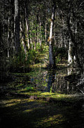 Scene 39A INTO THE SWAMP Photograph by Sally Fuller