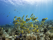 Schooling Fish in the Sunshine Photograph by Brian Weber