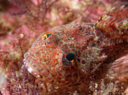 Sculpin camouflage Photograph by Brian Weber