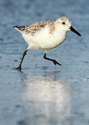 Scurrying #8634 Photograph by Dan Beauvais