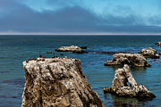 Sea Stack Bird Sanctuary Photograph by Ed Clark
