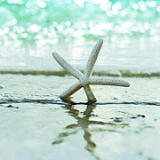 Sea Star Photograph by Laura Fasulo