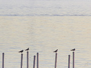 Seagull Sentry Photograph by D Lee