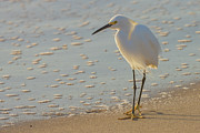 Seaside Stroll Photograph by RD Allen