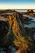 Seaweed Over Rocks At Low Tide, Fort Foster. Photograph by Jeff Sinon