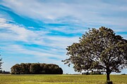 Serene Skyline Solitary Tree Amidst Grassy Groves Photograph by Travel Essayist