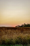 Serene Sunrise Over Tall Grass Photograph by Travel Essayist