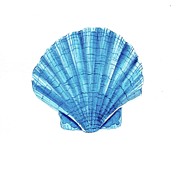 Shell Painting by Lucia Stewart