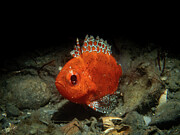 Short Bigeye Photograph by Brian Weber