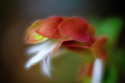 Shrimp Plant Photograph by Charles Hite