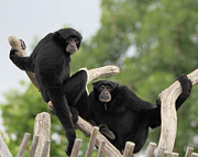 Siamang Monkeys Columbus Zoo Photograph by Dan Sproul