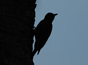 Silhouette Photograph by Dodie Ross