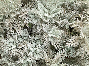 Silver Dust Photograph by Anorel