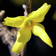 Single Bloom Photograph by Steven Nelson