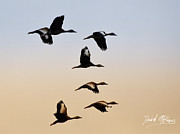 Skein of ducks Photograph by David McKinney