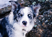 Skylar - Blue Merle Border Collie Photograph by Robert Niemeier