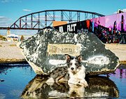 Skylar, Border Collie, Urban scene Photograph by Robert Niemeier