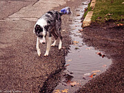 Skylar - Fall - After the rain Photograph by Robert Niemeier