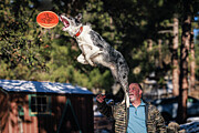 Skylar jumping for Frisbee Disc Photograph by Robert Niemeier