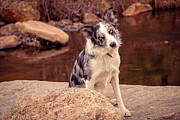 Skylar - Mountain Dog Photograph by Robert Niemeier