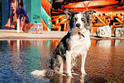 Skylar - Urban Border Collie in front of Grafitti Wall Photograph by Robert Niemeier