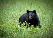 Sleek Cades Cove Bear Photograph by Douglas Wielfaert