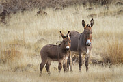 Smoke Creek Jenny and Foal Photograph by Mike Lee