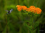 Smoky Mountain Butterfly Bush Attraction Photograph by Theresa D Williams Smoky Mountains