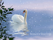 Snow Swan II Photograph by Jessica Jenney