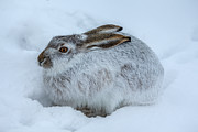Snowshoe Hare Photograph by Michael DeGrenier