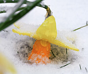 Snowy Daffodil Photograph by Steven Nelson